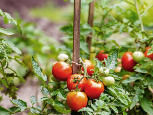 Tomates : pour de meilleurs produits et une culture efficiente